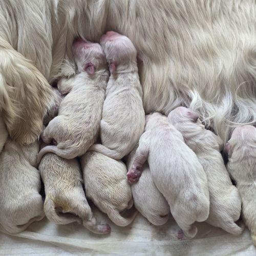 9 Chiots Golden Retriever clairs crème 9 Chiots Golden Retriever clairs crème