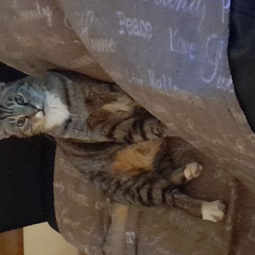 Chat perdu Chat perdu