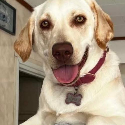 Don de ma chienne contre bons soins