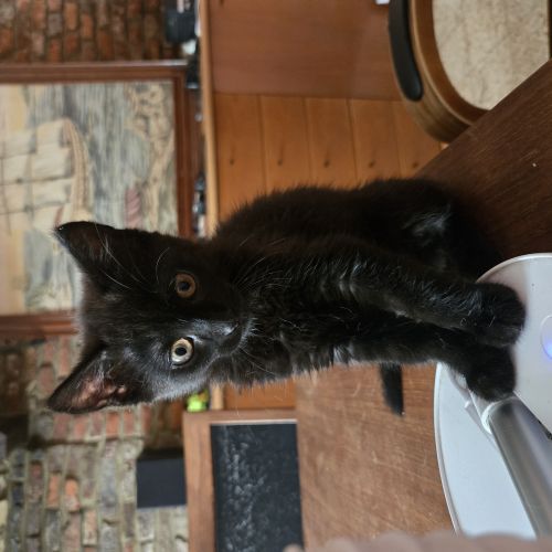 Chatonne à adopter
