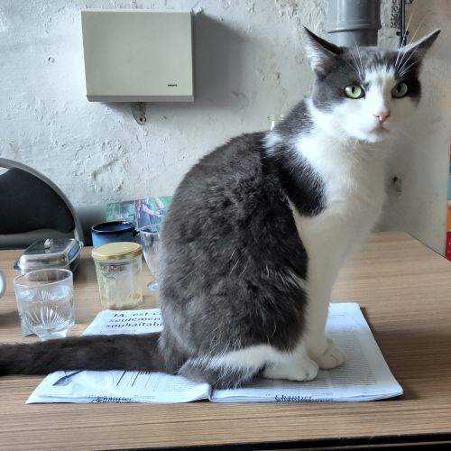 Chat male gris foncé et blanc Chat male gris foncé et blanc
