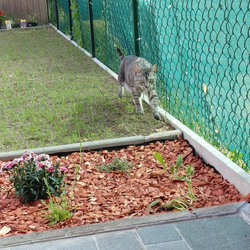 Jeune chatte gris bleuté très peureuse Jeune chatte gris bleuté très peureuse
