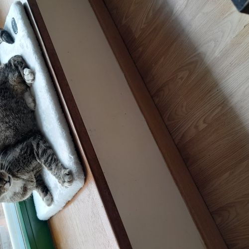Chat perdu Chat perdu