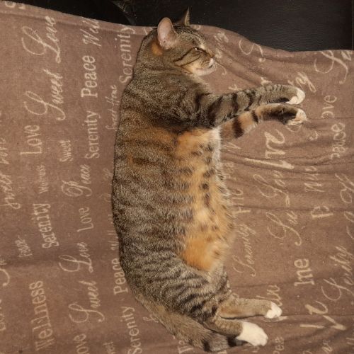 Chat perdu Chat perdu