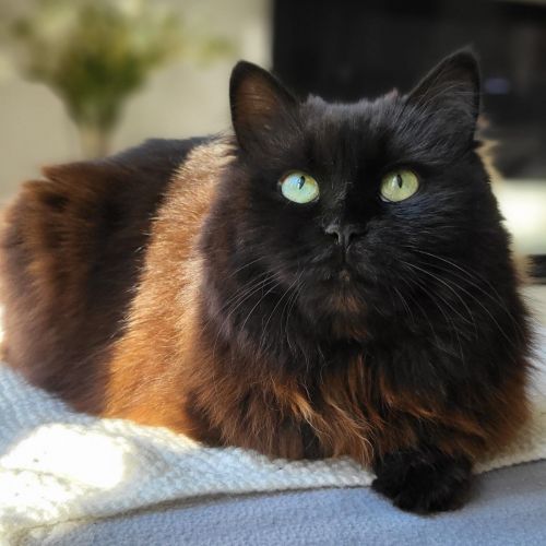 Chat perdu à Piétrebais Chat perdu à Piétrebais