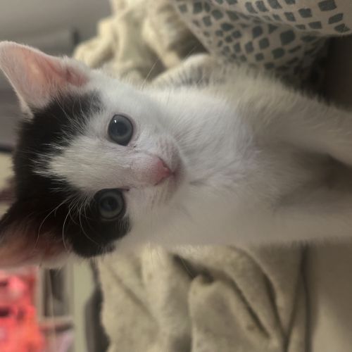 Chaton à vendre