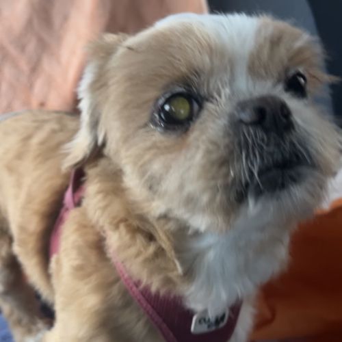 Chien perdu durant la nuit du  10/07