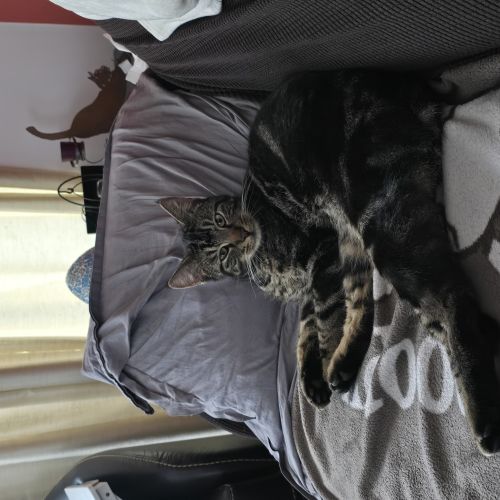 Chat perdu
