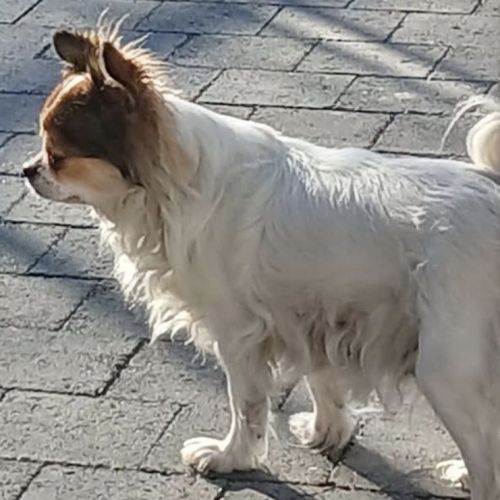 Chihuahua Mia 8 ans - El Cwène Chihuahua Mia 8 ans - El Cwène