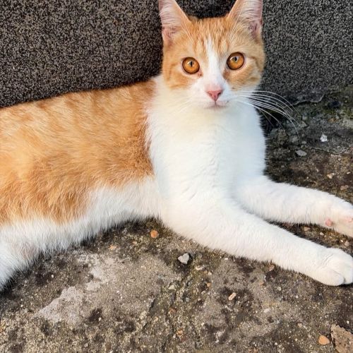 CHATON PERDU! CHATON PERDU!