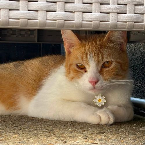 CHAT PERDU URGENT! CHAT PERDU URGENT!