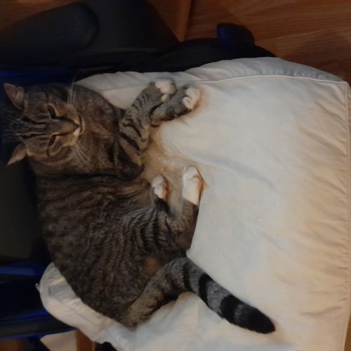 CHAT ENLEVÉ / DISPARU CHAT ENLEVÉ / DISPARU
