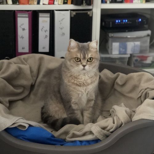 Chat perdu - CASTEAU Chat perdu - CASTEAU