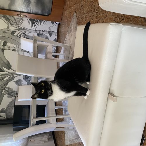 Mon chat Biricchina s'est échappé lors d'un accident de voiture Mon chat Biricchina s'est échappé lors d'un accident de voiture