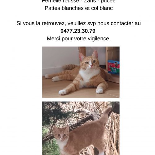 Femelle rousse et blanche perdue Femelle rousse et blanche perdue