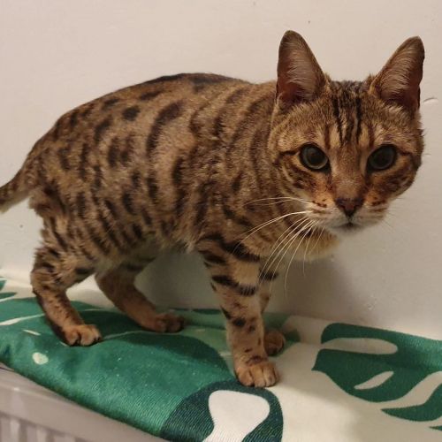 Chatte trouvée - Relance Chatte trouvée - Relance
