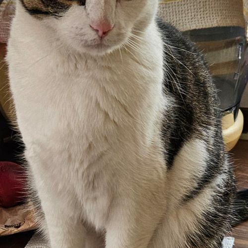 Chat perdu Chat perdu