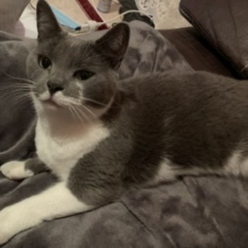 Aidez Nous A Retrouver Le Proprietaire De Ce Chat Animalweb Aidez Nous A Retrouver Le Proprietaire De Ce Chat Animalweb