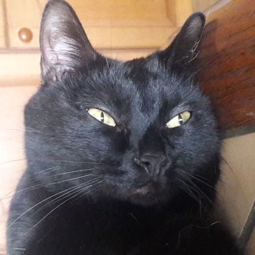 Zorro Zorro