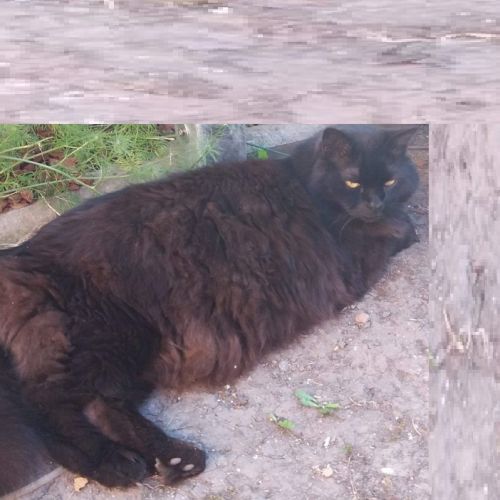 Baguera alias Gros Chat Baguera alias Gros Chat