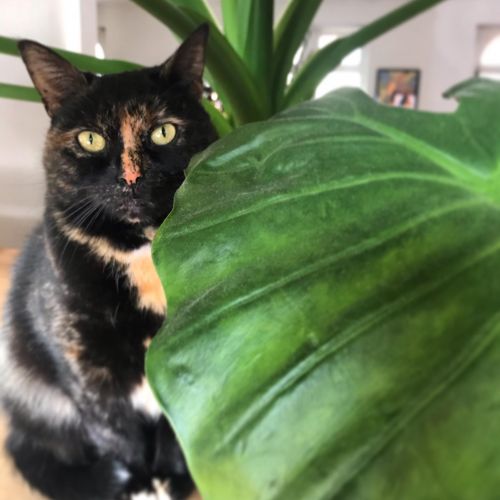 Juno Juno
