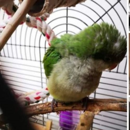 Kiwi Kiwi