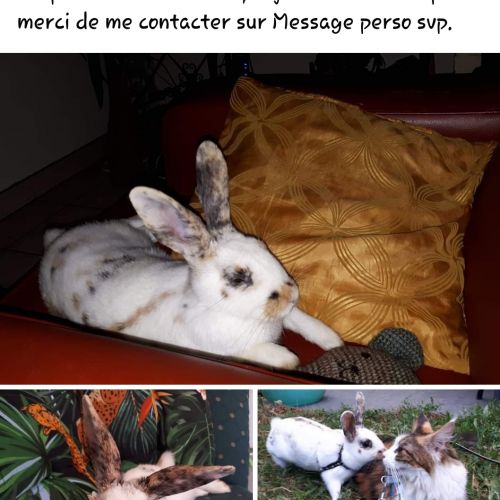 Musso Musso