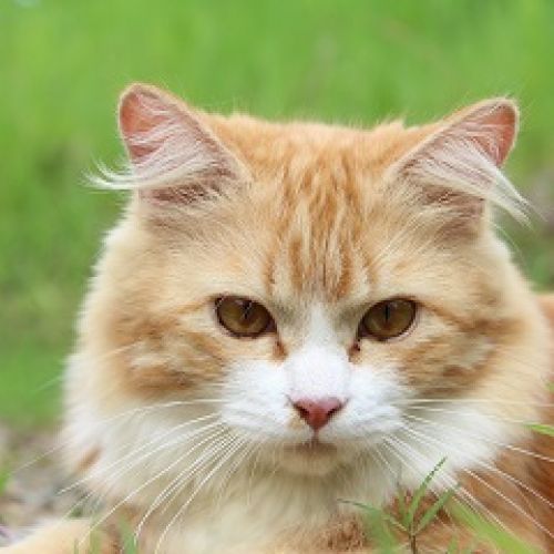 Nos Petits Amis Nos Petits Amis
