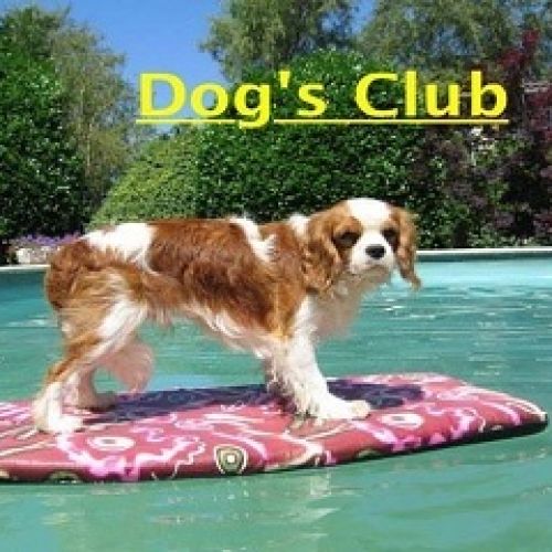 Dog's Club Dog's Club
