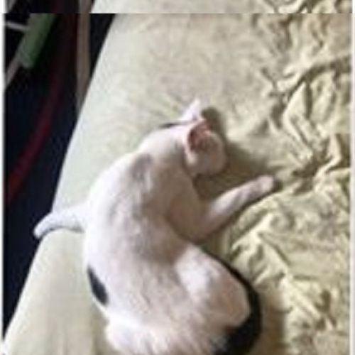 Bianco Bianco