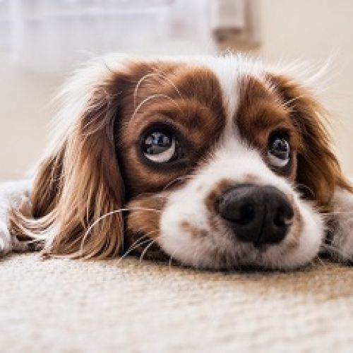 Au Weekend Canin Au Weekend Canin