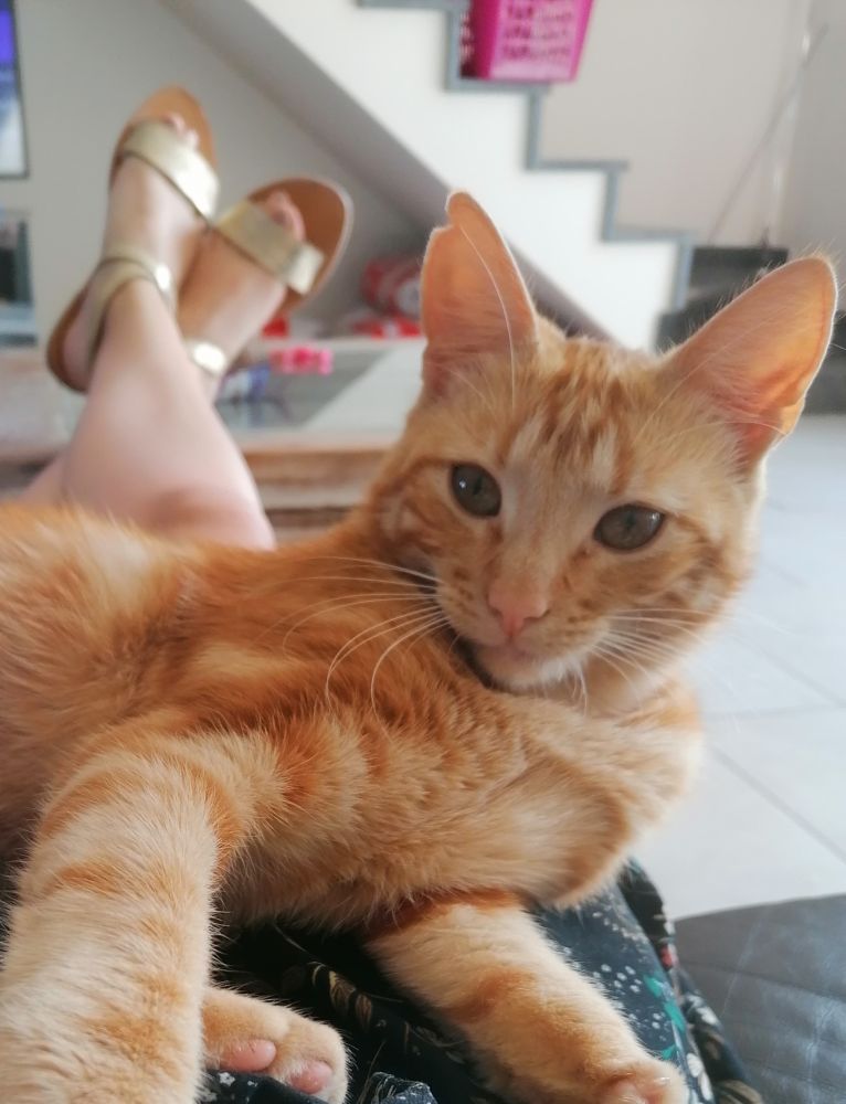 Aidez Nous A Retrouver Simba Animalweb