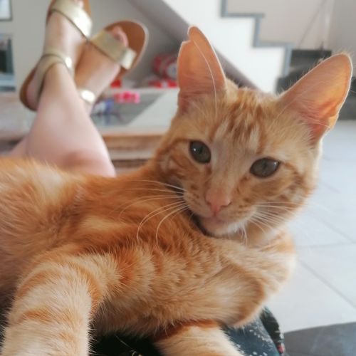 Simba Simba
