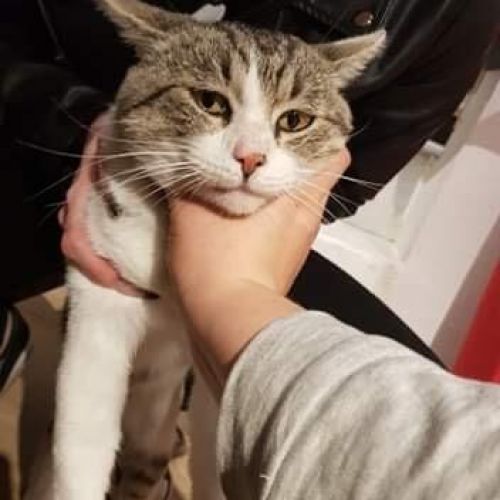Chat trouvé Charleroi Chat trouvé Charleroi