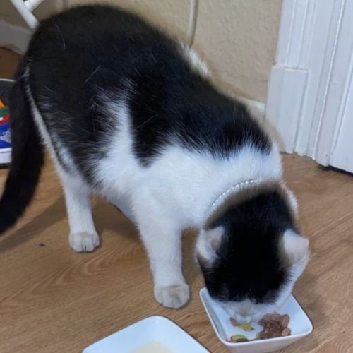 Chat trouvé Molenbeek Chat trouvé Molenbeek