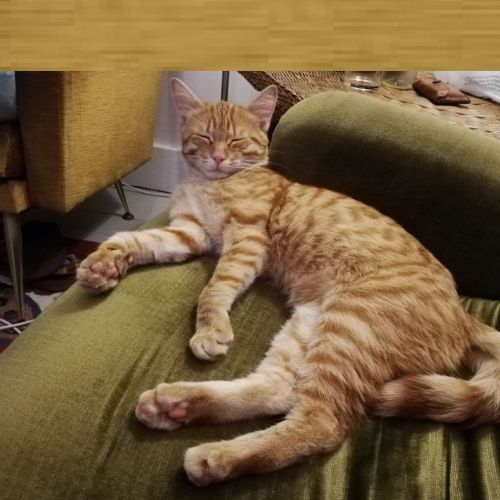 Chat trouvé Molenbeek Chat trouvé Molenbeek