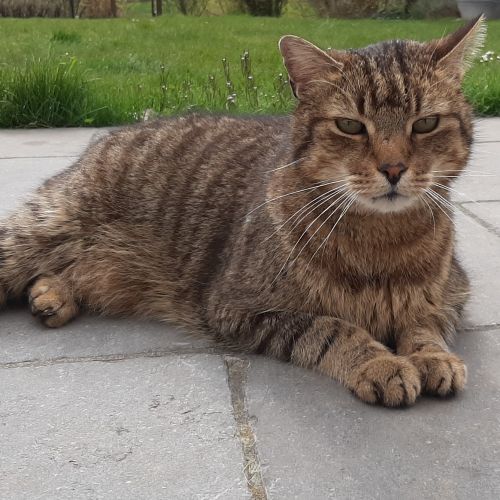 Chat Chat
