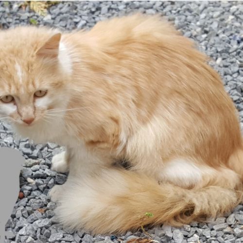 Chat trouvé Clabecq Chat trouvé Clabecq