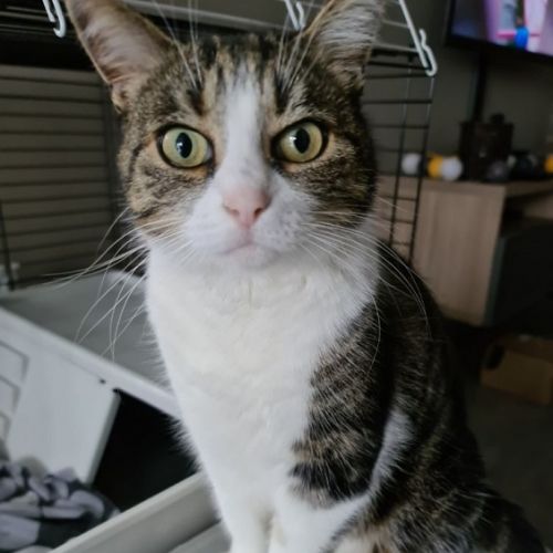 Tchiko Tchiko