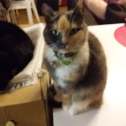 Caramel Caramel