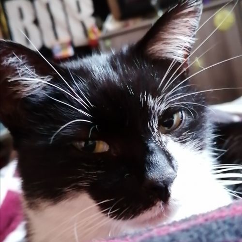 Loki Loki