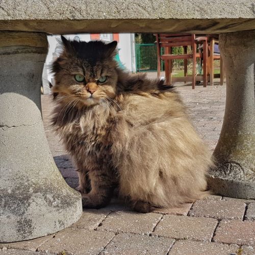 Jasper Jasper