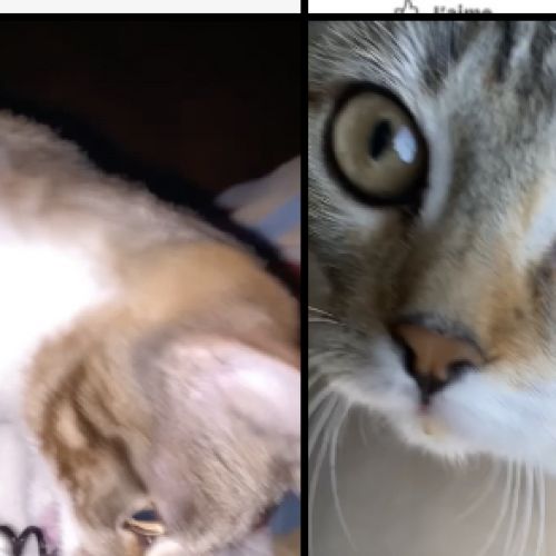Mia Mia