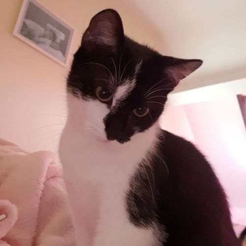 Zazou Zazou