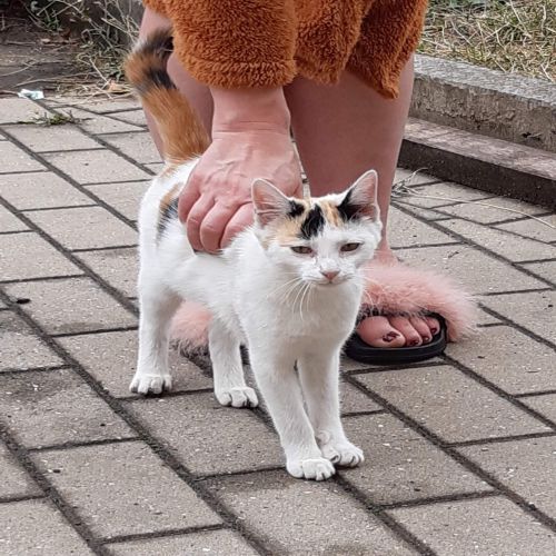 Calinou Calinou