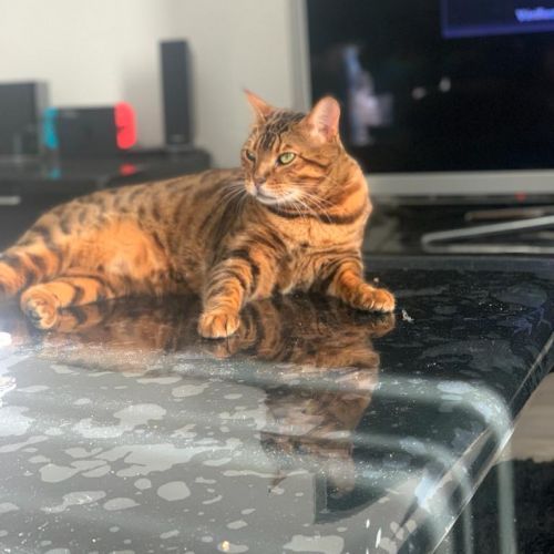 Pasha Pasha