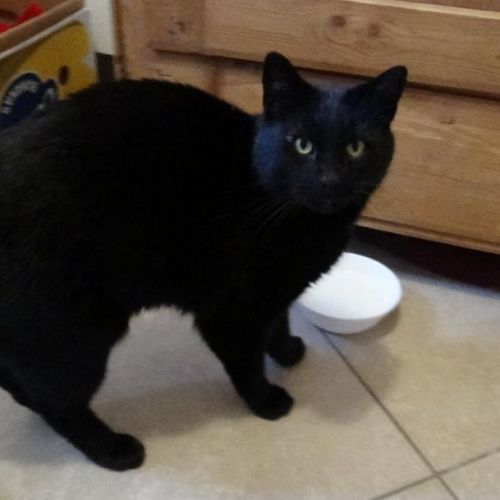 Le Chat De Gouttiere Un Chat Aux Multiples Facettes Animalweb