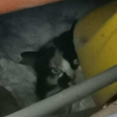 Le Chat De Gouttiere Un Chat Aux Multiples Facettes Animalweb Le Chat De Gouttiere Un Chat Aux Multiples Facettes Animalweb