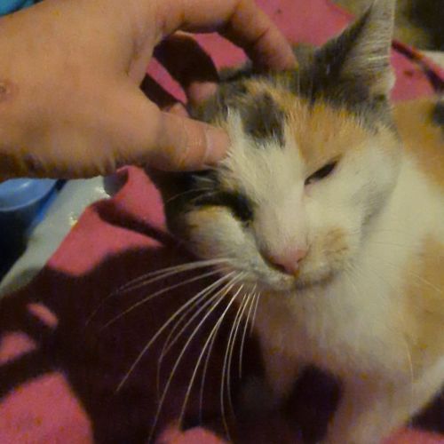 Chats trouvés Falisolle Chats trouvés Falisolle