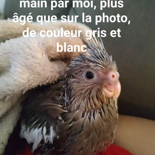 Pioupiou Pioupiou